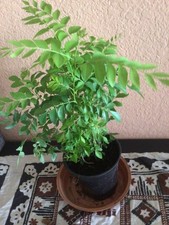 Curry leaf plant for sale  Turlock
