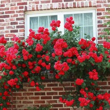 Rose juan bareroot for sale  Summerfield