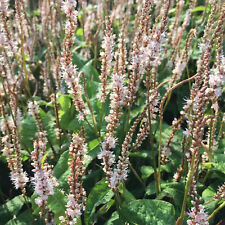 Persicaria alba junior for sale  UK