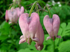 Dicentra formosa live for sale  Hayden