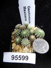 succulents cacti for sale succulents cacti for sale Lakeport