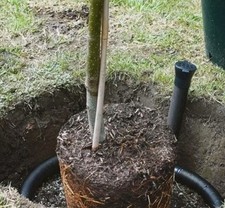 Large size watering for sale  ST. ALBANS