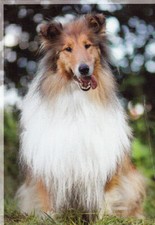 Collie hund dog gebraucht kaufen  Parkstein