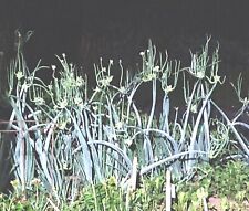 Onion plants egyptian for sale  Manitowoc