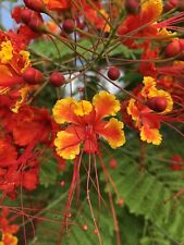 Seeds caesalpinia pulcherrima for sale  Port Orange