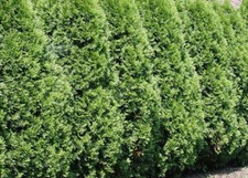 thuja plicata hedging for sale thuja plicata hedging for sale KING'S LYNN
