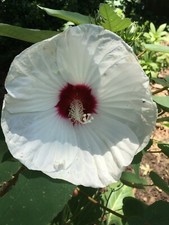 White swamp rose for sale  Alexandria