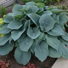 Blueberry muffin blue for sale  Baldwinsville