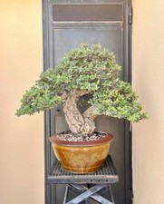 Bonsai quercia sughero usato  Trani