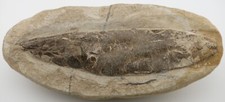 Rhacolepis fossil fish for sale  Flagstaff