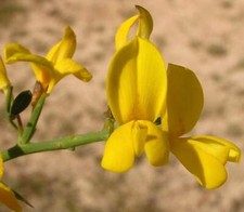 Calicotome spinosa scopa usato  Napoli