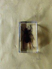 Insecte montessori bloc d'occasion  Malestroit