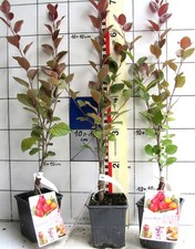 Malus transitoria appletini gebraucht kaufen  Bad Bergzabern
