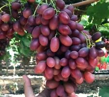 Uva tavola senza usato  Villa di Tirano