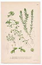 1926 lindman botanical for sale  Shipping to United Kingdom