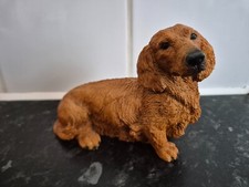 Long haired dachshund for sale  SHEFFIELD