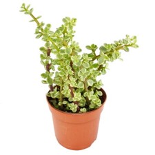 Exotenherz portulacaria afra gebraucht kaufen  Zweibrücken