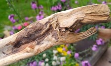 Interessant geformtes treibhol gebraucht kaufen  Freilassing