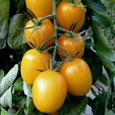 Tomate roma gelb gebraucht kaufen  Versand nach Germany