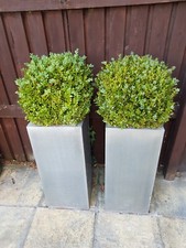 topiary balls for sale topiary balls for sale BARNSLEY