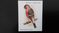 redpoll for sale redpoll for sale WATFORD