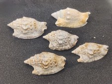 Diana ears shells for sale  REDRUTH