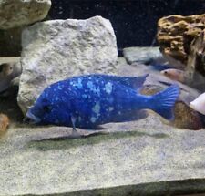 Placidochromis phenochilus tan for sale  TELFORD