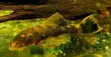 Calico bristlenose pleco d'occasion  Expédié en Belgium