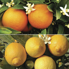 Pair large orange for sale  PETERBOROUGH