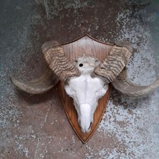 Widder geweih wandschmuck gebraucht kaufen  Bad Hersfeld