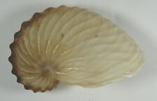 Argonauta hians 70mm for sale  Carlsbad