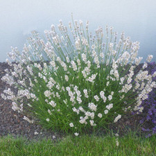 Lavandula intermedia edelweiss d'occasion  Pouzauges