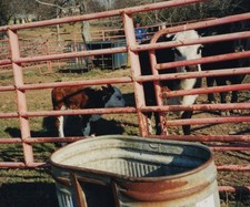 Cows calf red for sale  Mission
