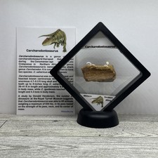 Carcharodontosaurus extinct di for sale  Davenport