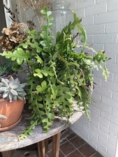 Fishbone cactus epiphyllum for sale  SAXMUNDHAM
