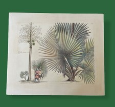 Large botanical engraving for sale  WORCESTER