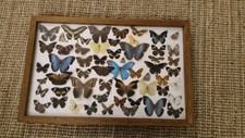 Echte schmetterlinge stück gebraucht kaufen  Forstern