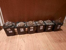 Dioscorea elephantipes caudex gebraucht kaufen  Laboe