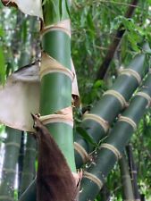 Guadua bamboo guadua for sale  Loxahatchee