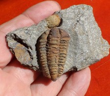 Trilobite ordovicien massif d'occasion Trilobite ordovicien massif d'occasion  Cuxac-d'Aude
