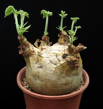 Cyphostemma uter v.macropus for sale  Shipping to United Kingdom