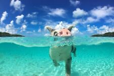 Swimming pigs poster for sale  SELBY