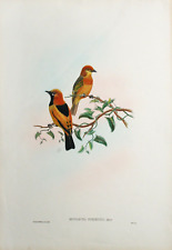 Litografia colorida à mão ORIGINAL, Monarcha Kordenis, por John Gould comprar usado  Enviando para Brazil