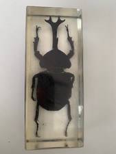 Large real insect for sale  SOUTHAMPTON