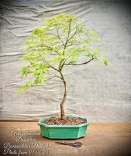 bonsai ahorn gebraucht kaufen  Lübben (Spreewald)