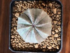 Euphorbia obesa own usato  Valdastico