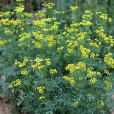 100 rue seeds for sale  Buffalo