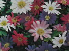 100 200 blumenzwiebeln gebraucht kaufen  Werl