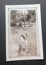 boston terrier for sale boston terrier for sale Red Lion
