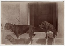 Anonymous photo 1910 d'occasion  Expédié en Belgium